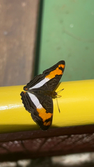 Adelpha iphicleola iphicleola
