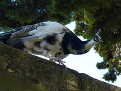 Pavo cristatus