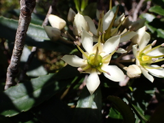 Ixerba brexioides