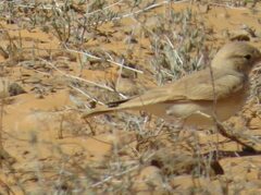 Ammomanes cinctura