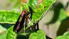 Polistes veracrucis