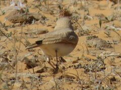 Ammomanes cinctura