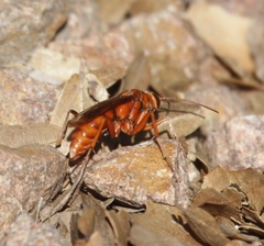 Tachypompilus unicolor