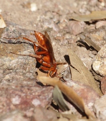 Tachypompilus unicolor