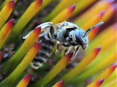 Lasioglossum pectorale