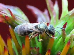 Lasioglossum pectorale