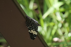 Hamadryas amphinome amphinome