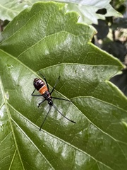 Aulacosternum nigrorubrum