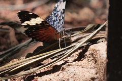 Hamadryas amphinome amphinome