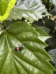 Aulacosternum nigrorubrum