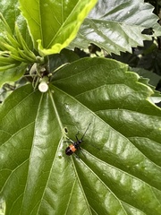 Aulacosternum nigrorubrum