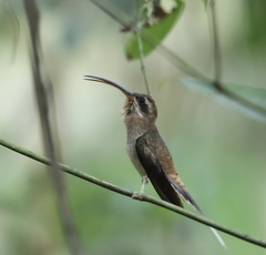 Phaethornis longirostris