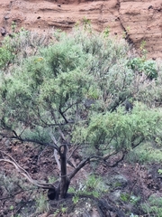Genista tenera