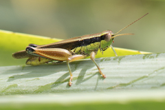 Scotussa impudica