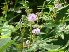 Mimosa pudica image