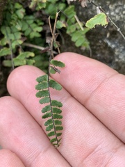 Asplenium × heteroresiliens