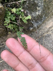 Asplenium × heteroresiliens