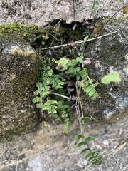 Asplenium × heteroresiliens