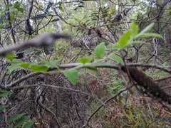 Billardiera scandens