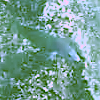 Lutjanus argentiventris