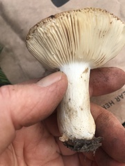 Russula fragrantissima