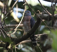 Harpagus bidentatus