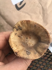 Russula fragrantissima