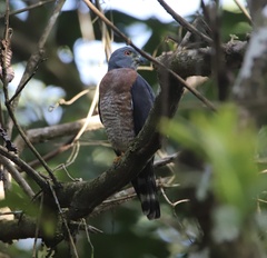 Harpagus bidentatus