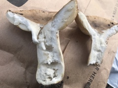 Russula fragrantissima