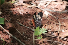 Hamadryas amphinome amphinome