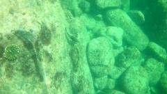 Lutjanus argentiventris