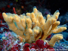 Axinella verrucosa