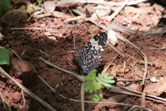 Hamadryas amphinome amphinome