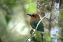 Electron platyrhynchum