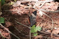 Hamadryas amphinome amphinome