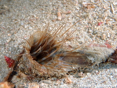 Cerianthus membranaceus