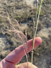 Bothriochloa bladhii