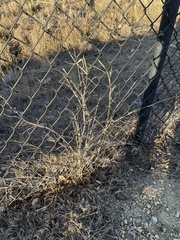 Bothriochloa bladhii