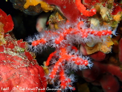 Corallium rubrum