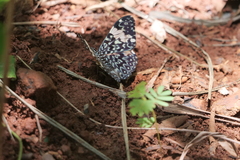 Hamadryas amphinome amphinome