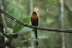 Baryphthengus martii