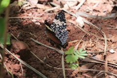 Hamadryas amphinome amphinome