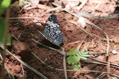 Hamadryas amphinome amphinome