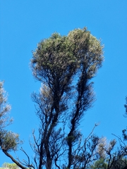 Olea europaea cerasiformis