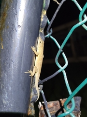 Anolis sagrei