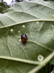 Nisotra bicolorata