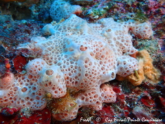 Hemimycale columella