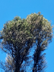 Olea europaea cerasiformis