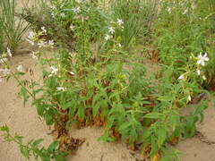 Saponaria officinalis