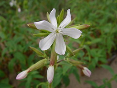Saponaria officinalis